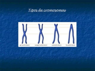 Tipos de cromosomas
 