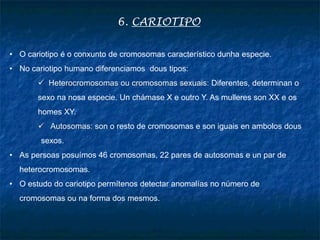 6. CARIOTIPO
• O cariotipo é o conxunto de cromosomas característico dunha especie.
• No cariotipo humano diferenciamos dous tipos:
 Heterocromosomas ou cromosomas sexuais: Diferentes, determinan o
sexo na nosa especie. Un chámase X e outro Y. As mulleres son XX e os
homes XY.
 Autosomas: son o resto de cromosomas e son iguais en ambolos dous
sexos.
• As persoas posuímos 46 cromosomas, 22 pares de autosomas e un par de
heterocromosomas.
• O estudo do cariotipo permítenos detectar anomalías no número de
cromosomas ou na forma dos mesmos.
 
