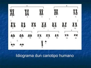 Idiograma dun cariotipo humano
 