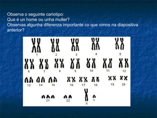 Observa o seguinte cariotipo:
Que é un home ou unha muller?
Observas algunha diferenza importante co que vimos na diapositiva
anterior?
 