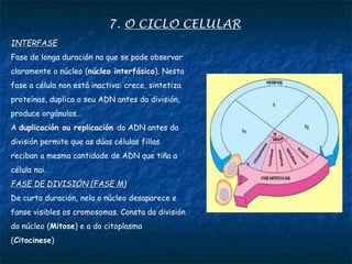 7. O CICLO CELULAR
INTERFASE
Fase de longa duración na que se pode observar
claramente o núcleo (núcleo interfásico). Nesta
fase a célula non está inactiva: crece, sintetiza
proteínas, duplica o seu ADN antes da división,
produce orgánulos…
A duplicación ou replicación do ADN antes da
división permite que as dúas células fillas
reciban a mesma cantidade de ADN que tiña a
célula nai.
FASE DE DIVISIÓN (FASE M)
De curta duración, nela o núcleo desaparece e
fanse visibles os cromosomas. Consta da división
do núcleo (Mitose) e a do citoplasma
(Citocinese)
 