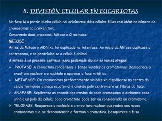 8. DIVISIÓN CELULAR EN EUCARIOTAS
Na fase M a partir dunha célula nai orixínanse dúas células fillas con idéntico número de
cromosomas ca proxenitora.
Comprende dous procesos: Mitose e Citocinese
MITOSE
Antes da Mitose o ADN xa foi duplicado na interfase. Ao inicio da Mitose duplícase o
centrosoma, e os centríolos se a célula é animal.
A mitose é un proceso continuo, pero podémolo dividir en varias etapas:
 PROFASE: A cromatina condénsase e fanse visibles os cromosomas. Desaparece a
envoltura nuclear e o nucléolo e aparece o fuso mitótico.
 METAFASE: Os cromosomas perfectamente visibles xa dispóñense no centro da
célula formando a placa ecuatorial e únense polo centrómero as fibras do fuso.
 ANAFASE: Sepáranse as cromátides irmáns de cada cromosoma e diríxense cada
unha a un polo da célula; cada cromátide pode ser xa considerada un cromosoma.
 TELOFASE: Reaparece o nucléolo e a envoltura nuclear que rodea aos novos
cromosomas que se descondensan e forman a cromatina. Desaparece o fuso.
 