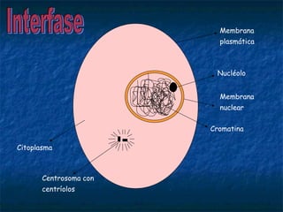 0
Membrana
plasmática
Nucléolo
Cromatina
Membrana
nuclear
Citoplasma
Centrosoma con
centríolos
 