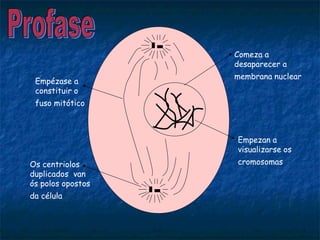 Comeza a
desaparecer a
membrana nuclear
Empezan a
visualizarse os
cromosomasOs centriolos
duplicados van
ós polos opostos
da célula
Empézase a
constituir o
fuso mitótico
 