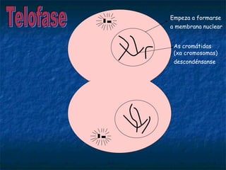 Empeza a formarse
a membrana nuclear
As cromátidas
(xa cromosomas)
descondénsanse
 