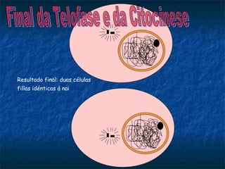 0
0
Resultado final: duas células
fillas idénticas á nai
 