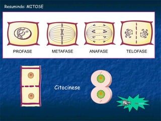 PROFASE METAFASE ANAFASE TELOFASE
Resumindo: MITOSE
Ver vídeo
Citocinese
 