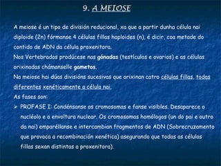 9. A MEIOSE
A meiose é un tipo de división reducional, xa que a partir dunha célula nai
diploide (2n) fórmanse 4 células fillas haploides (n), é dicir, coa metade do
contido de ADN da célula proxenitora.
Nos Vertebrados prodúcese nas gónadas (testículos e ovarios) e as células
orixinadas chámanselle gametos.
Na meiose hai dúas divisións sucesivas que orixinan catro células fillas, todas
diferentes xenéticamente a célula nai.
As fases son:
 PROFASE I: Condénsanse os cromosomas e fanse visibles. Desaparece o
nucléolo e a envoltura nuclear. Os cromosomas homólogos (un do pai e outro
da nai) emparéllanse e intercambian fragmentos de ADN (Sobrecruzamento
que provoca a recombinación xenética) asegurando que todas as células
fillas sexan distintas a proxenitora).
 
