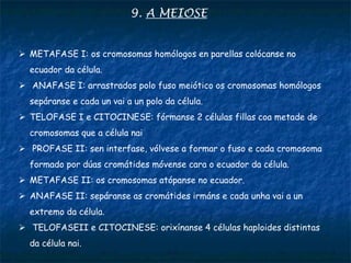 9. A MEIOSE
 METAFASE I: os cromosomas homólogos en parellas colócanse no
ecuador da célula.
 ANAFASE I: arrastrados polo fuso meiótico os cromosomas homólogos
sepáranse e cada un vai a un polo da célula.
 TELOFASE I e CITOCINESE: fórmanse 2 células fillas coa metade de
cromosomas que a célula nai
 PROFASE II: sen interfase, vólvese a formar o fuso e cada cromosoma
formado por dúas cromátides móvense cara o ecuador da célula.
 METAFASE II: os cromosomas atópanse no ecuador.
 ANAFASE II: sepáranse as cromátides irmáns e cada unha vai a un
extremo da célula.
 TELOFASEII e CITOCINESE: orixínanse 4 células haploides distintas
da célula nai.
 