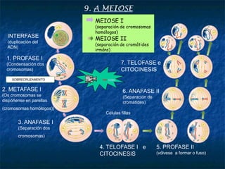 INTERFASE
(duplicación del
ADN)
1. PROFASE I
(Condensación dos
cromosomas)
2. METAFASE I
(Os cromosomas
dispóñense en parellas
no ecuador da célula
(cromosomas homólogos))
3. ANAFASE I
(Separación dos
cromosomas)
4. TELOFASE I e
CITOCINESIS
5. PROFASE II
(vólvese a formar o fuso)
Células fillas
6. ANAFASE II
(Separación de
cromátides)
7. TELOFASE e
CITOCINESIS
MEIOSIS I
(separación de cromosomas
homólogos)
MEIOSE II
(separación de cromátides
irmáns)
SOBRECRUZAMENTO
MEIOSE I
(separación de cromosomas
homólogos)
Ver vídeo
9. A MEIOSE
 