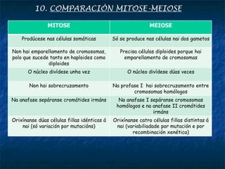 10. COMPARACIÓN MITOSE-MEIOSE
MITOSE MEIOSE
Prodúcese nas células somáticas Só se produce nas células nai dos gametos
Non hai emparellamento de cromosomas,
polo que sucede tanto en haploides como
diploides
Precisa células diploides porque hai
emparellamento de cromosomas
O núcleo divídese unha vez O núcleo divídese dúas veces
Non hai sobrecruzamento Na profase I hai sobrecruzamento entre
cromosomas homólogos
Na anafase sepáranse cromátides irmáns Na anafase I sepáranse cromosomas
homólogos e na anafase II cromátides
irmáns
Orixínanse dúas células fillas idénticas á
nai (só variación por mutacións)
Orixínanse catro células fillas distintas á
nai (variabiliadade por mutación e por
recombinación xenética)
 