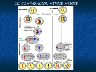 10. COMPARACIÓN MITOSE-MEIOSE
 