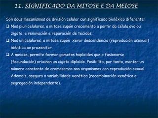 11. SIGNIFICADO DA MITOSE E DA MEIOSE
Son dous mecanismos de división celular cun significado biolóxico diferente:
 Nos pluricelulares, a mitose supón crecemento a partir da célula ovo ou
zigoto, e renovación e reparación de tecidos.
 Nos unicelulares, a mitose supón xerar descendencia (reprodución asexual)
idéntica ao proxenitor.
 A meiose, permite formar gametos haploides que o fusionarse
(fecundación) orixinan un cigoto diploide. Posibilita, por tanto, manter un
número constante de cromosomas nos organismos con reprodución sexual.
Ademais, asegura a variabilidade xenética (recombinación xenética e
segregación independente).
 