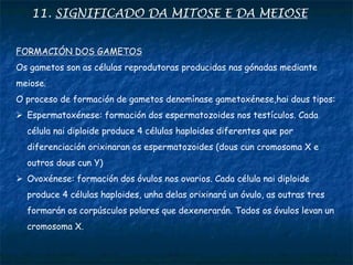 11. SIGNIFICADO DA MITOSE E DA MEIOSE
FORMACIÓN DOS GAMETOS
Os gametos son as células reprodutoras producidas nas gónadas mediante
meiose.
O proceso de formación de gametos denomínase gametoxénese,hai dous tipos:
 Espermatoxénese: formación dos espermatozoides nos testículos. Cada
célula nai diploide produce 4 células haploides diferentes que por
diferenciación orixinaran os espermatozoides (dous cun cromosoma X e
outros dous cun Y)
 Ovoxénese: formación dos óvulos nos ovarios. Cada célula nai diploide
produce 4 células haploides, unha delas orixinará un óvulo, as outras tres
formarán os corpúsculos polares que dexenerarán. Todos os óvulos levan un
cromosoma X.
 