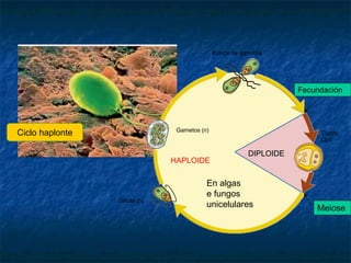 Ciclo haplonte
En algas
e fungos
unicelulares
HAPLOIDE
DIPLOIDE
Cigoto
(2n)
Fecundación
Meiose
Célula (n)
Gametos (n)
Fusión de gametos
 