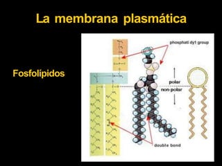 La membrana plasmática
phosphati dy1 group
Fosfolípidos
· double bond
 