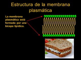 Estructura de la membrana
plasmática
La membrana
plasmática está
formada por una
bicapa lipídica.
 