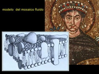 modelo del mosaico fluido
 