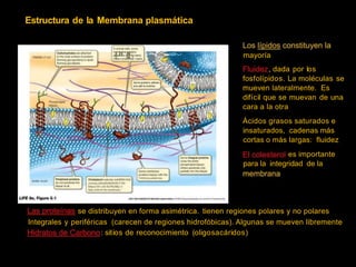 Estructura de la Membrana plasmática
-
-
~
·_
::,·_
::': ', ·
~~
--
-
~ ·.
- ~ ~ ~
mayoría
, dada por los
fosfolípidos. La moléculas se
mueven lateralmente. Es
difícil que se muevan de una
cara a la otra
Ácidos grasos saturados e
insaturados, cadenas más
cortas o más largas: fluidez
es importante
para la integridad de la
OutSicleof cell
- .
• ; • • : , • • · ; ¡
• ; , ; .1 . ; . ;
1ntenorcy,oskele ton.
Cholesterol molecules intOf5P8<SO(f
¡wnong phospholpidtails in the
bilayer ín--.ce the fll.idty ol
lattyacidsín lile membrane .
lnslde olcell
se distribuyen en forma asimétrica. tienen regiones polares y no polares
Integrales y periféricas (carecen de regiones hidrofóbicas). Algunas se mueven libremente
: sitios de reconocimiento (oligosacáridos)
 