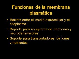 Funciones de la membrana
plasmática
• Barrera entre el
citoplasma
medio extracelular y el
• Soporte para receptores de hormonas y
neurotransmisores
• Soporte para transportadores de iones
y nutrientes
 