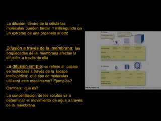 La difusión dentro de la célula las
moléculas pueden tardar 1 milisegundo
un extremo de una organela al otro
de
Smaller surface 1
1
rea
comparad to
volum,
6sides'x 12
~
2-mmcube
6 sides x 2>:
24mm2
2J
1-mmcube 4-mmcuba
2
Difusión a través de la membrana: las 6 sídes x 4
96mlT'2
Surface area 6mm2
¡3 - 1mm3
propiedades de la membrana afectan la
difusión a través de ella
64 mm3
4l
Bmm~
Volume
Surface area-
to-volume ratio
6:1 3:1 1.5:1
Q
"1
2
.
b
6
µ
m
La difusión sim le: se refiere al pasaje o
1 µm
(B) Spheres
de moléculas a través de la bicapa
fosfolipídica: qué tipo de moléculas
utilizará este mecanismo? Ejemplos?
Ósmosis: que és?
La concentración de los solutos va a
determinar el movimiento de agua a través
de la membrana
0,ameter
Surface area
4 n r
2¡,m 3µrn
2 2
3.14 µm2 28.26 µm
Volume 14.18µm3
0.52 µm3 4.19¡un "
'
n
r
Suñace area-
to-volume ratio 6:1 3:1 2:1
 