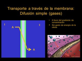 Transporte a través de la membrana:
Difusión simple (gases)
• A favor del gradiente
concentración
de
1
1 • Sin gasto
célula
de energía de la
,. .
~~- ,,
~r..,-.•,•n1~m)~,:I:,J; ~ • @2006 1-towStuttworks
 