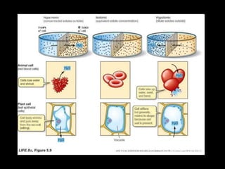 .
lsotonic
(equivalenl solute conoentration)
Hypotonic
(dilute solutes outside}
Hype rtonic
.:
(concen tra ted solutes ou tside)
. .:
.
. .
Cells take up
water, swell,
and berst.
Cell stíffens
but generally
retalns its shape
because oell
wall Is present.
Cell body shrinks
and puls away
from the oeawall
(wilting).
Vacuole
LIFE Be, Figure 5.9 UFE: T > I E SCIENCE OF 8101.00Y, E,vN/1 Edllon O 2007 S - ~ l n c . a,w;! W H.~ & Co .
 