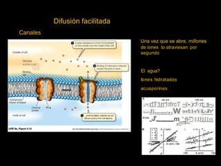 Difusión facilitada
Canales
A polar substance is more concentrated
on the outside tnan the inside of the cell.
de iones lo atraviesan
segundo
por
Outslde of cell
o
o o
o
o o
Stimulus
m o l e c u l e "
o
o
o o
o
El agua?
Iones hidratados
acuaporinas
..:
--i:-:)r:f·:rt: :ti-"1.4
o-rI:1-rYíl..-.il'r'
,u*ErfT1rr1tfrcT
i* rf ,w
o
o o
filatil J],
J'
. --••:. •-
. . .
lnside ot cell 3 • • - •• • -
m_ 11~ 11JJ1l1rt
,,....,.,.:!1-P.~
(: ll..HI
 