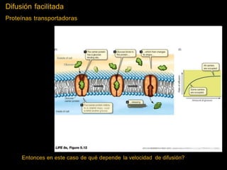 Difusión
Proteínas
facilitada
transportadoras
(B)
Outside of cell
Gluoose
Amou nt of glueose
Toecamerproteh rettms
to its orighal shape, ready
to bind another glcose.
~ il!:
UF'e THE SCIEHCf!OF BlOI. OOY. EJpM/1 Edllon O 2007 5......,_..,lnc. """W H. r-......, & Co.
Entonces en este caso de qué depende la velocidad de difusión?
 
