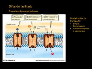 Difusión facilitada
Proteínas transportadoras
Symport transports two
different substances in
the same direction.
Antiport transports two
different substances in
opposite directions.
Modalidades de
transporte:
one direction.
•
•
•
Simple
Cotransporte
Contra-transporte
Outside of cell
G
> 0 .....-!ransported

tons ~
o intercambio
lnside of cell
 