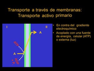 Transporte a través de membranas:
primario
Transporte activo
• En contra del
electroquímico
gradiente
• Acoplado con una fuente
de energía, celular (ATP)
o externa (luz)
 