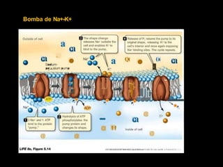 Bomba de Na+-K+
The shape change
releases Na+ outside the
cell and enables K• to
blnd to the pump.
., Ralease of P¡ returns the pump to its
original shape, releasing K+ to the
cell's interior and once again exposing
Na• binding sites. The cycle repeats.
Outside of cell
a
~
c
a
• •
c
a a c
a
'
-·
-
.
·
-
-
(a
Qt
.... . .
¡:J
- - 1 ~
~
- ' '
1
'
l'J
•
-
·
.
' '
""'"-"'-~.....-
,,,,f
.
.f~
l
~
¡
,
J
l'I
•
'K.
.,Jlt¡
t .
·
. 1 . . • . . . . . . . . .
1
•
.
@ K
•
c
a
lnside of cell
Hydrolysís of ATP
phosphorylates the
pump protein and
changas its shape.
3 Na+ and 1 ATP
bind to the protein
"pump."
"
@
@
@ @
UFE! THE SCIENCE OF BIOI.OOY, Elr,ltUt Edltlott O 2007 S.--lnc. ond W. H. F,wnin & Co.
 