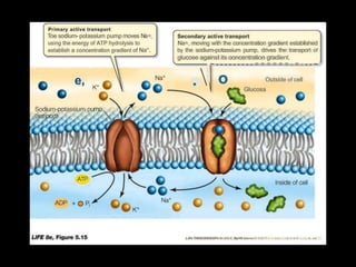 Primary active transport
Toe sodium- potassium pump moves Na+,
using the energy of ATP hydrolysis to
establish a concentration gradlent of Na".
Secondary active transport
Na+, moving with the concentration gradient established
by the sodium-potassium pump, drives the transport of
glucose against its ooncentration gradient.
~ - - - - - - - - - = = = = = = - = - - - ~
o
.
e, Outside of cell
Glucosa
Sodium-potassium pu
L.IFe THESCENCEOF8 / 0 l . O G Y, Bp/WI EdlCfon O 2 0 0 7 ~ ~ 1 n c . . - i d I'/, H- F. . . ,,., $ . ce,
 