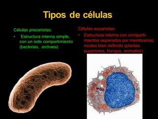 Tipos
Células procariotas:
de células
• Estructura interna simple,
con un solo compartimiento
(bacterias, archaea)
 