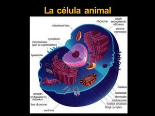La célula animal
rough
endopresmlc
rstlcuíurn
plasma
membrane
ríbosoms
mitochond rion,
"-
cytoplasm
"-
microtubules
(part ot cytoskeleton) "'-

.,
smooth
endoplasm1ic / chromatin
nuclear pore
nuclear envetope
Golgl complex
reticuíum
free ribosome
centnole
 
