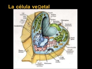 La célula
Cdl
1ncmhr.an~
e.cu
~tau"o
'ªf
ª
~dtoining
cdl
ve etal
'-==~1ai,.':acuolc
Nudcu
rnvdopr
Th)ukoid
n)tmbt:lM.5
A
Mmx:hondñi1
~mooth
ctldoplasmi~
micu(:¡¡n,
Rn,"h •
t'ndopb)mt:
ttti<'Ulunt
 