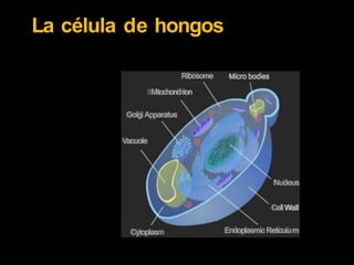 La célula de hongos
Ribosome
1Mitochondrion
GolgiApparatus
Vacuole
Nudeus
CellWall
Endoplasmic Reticulu m
Cytoplasm
 