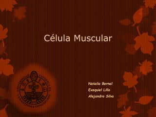 Célula Muscular
Natalia Bernal
Exequiel Lillo
Alejandro Silva
 