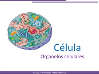 Célula
      Organelos celulares

Maestra Reynalda Márquez Loza
 