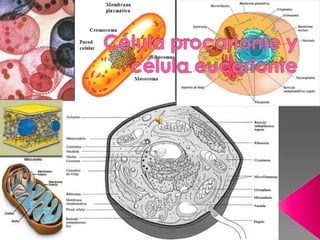 Célula procarionte y célula eucarionte 