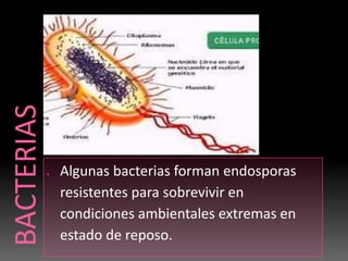 Algunas bacterias forman endosporas
resistentes para sobrevivir en
condiciones ambientales extremas en
estado de reposo.
 