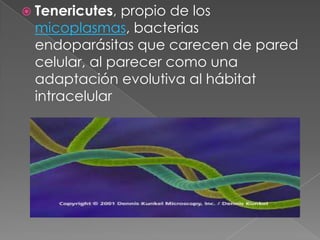 Tenericutes, propio de los
micoplasmas, bacterias
endoparásitas que carecen de pared
celular, al parecer como una
adaptación evolutiva al hábitat
intracelular
 