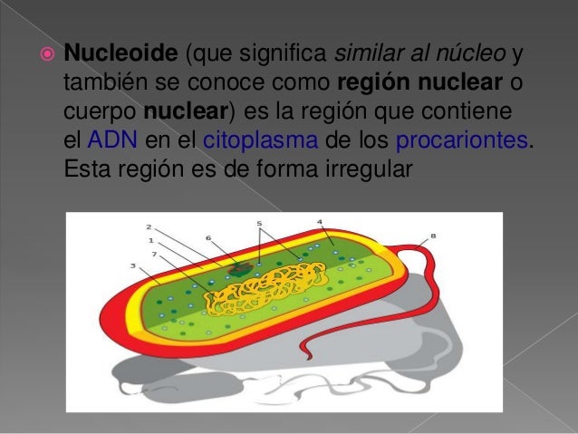 Célula Procariota