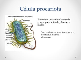 Célula procariota
El nombre “procariota” viene del
griego: pro = antes de y karion =
núcleo
Carecen de estructuras formadas por
membranas internas
Mesosomas
 