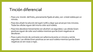 Tinción diferencial
• Paso uno tinción del frotis, previamente fijado al calor, con cristal violeta por un
minuto.
• Paso dos añadir la solución de lugol ( I2/IK) y dejar que actué por tres minutos.
Todas las células siguen del mismo color azul violeta.
• Paso tres decolorar brevemente con alcohol ( 20 segundos). Las células Gram
positivas siguen de color azul violeta mientras que las Gram negativas se
decoloran.
• Paso cuatro tinción de contraste con safanina durante un minuto y veinte
segundos. Las células Gram positivas se ven azul violeta mientras que las Gram
negativas se ven rosas o rojas .
 