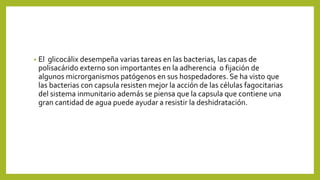 • El glicocálix desempeña varias tareas en las bacterias, las capas de
polisacárido externo son importantes en la adherencia o fijación de
algunos microrganismos patógenos en sus hospedadores. Se ha visto que
las bacterias con capsula resisten mejor la acción de las células fagocitarias
del sistema inmunitario además se piensa que la capsula que contiene una
gran cantidad de agua puede ayudar a resistir la deshidratación.
 