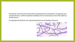 • Al intentar usar tinta china para teñir la capsula esta no la penetra la capsula y por
consecuencia su contorno queda revelado como una estructura mas clara sobre un
fondo oscuro
• Un ejemplo de bacteria con capsula bacteriana es el bacillos anthracis.
 