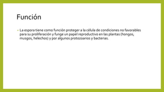 Función
• La espora tiene como función proteger a la célula de condiciones no favorables
para su proliferación y funge un papel reproductivo en las plantas (hongos,
musgos, helechos) y por algunos protozoarios y bacterias.
 