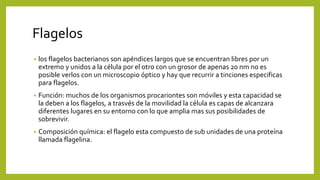 Flagelos
• los flagelos bacterianos son apéndices largos que se encuentran libres por un
extremo y unidos a la célula por el otro con un grosor de apenas 20 nm no es
posible verlos con un microscopio óptico y hay que recurrir a tinciones especificas
para flagelos.
• Función: muchos de los organismos procariontes son móviles y esta capacidad se
la deben a los flagelos, a trasvés de la movilidad la célula es capas de alcanzara
diferentes lugares en su entorno con lo que amplia mas sus posibilidades de
sobrevivir.
• Composición química: el flagelo esta compuesto de sub unidades de una proteína
llamada flagelina.
 