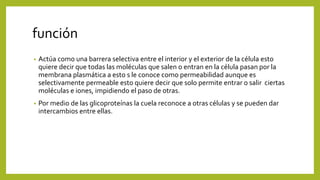 función
• Actúa como una barrera selectiva entre el interior y el exterior de la célula esto
quiere decir que todas las moléculas que salen o entran en la célula pasan por la
membrana plasmática a esto s le conoce como permeabilidad aunque es
selectivamente permeable esto quiere decir que solo permite entrar o salir ciertas
moléculas e iones, impidiendo el paso de otras.
• Por medio de las glicoproteínas la cuela reconoce a otras células y se pueden dar
intercambios entre ellas.
 